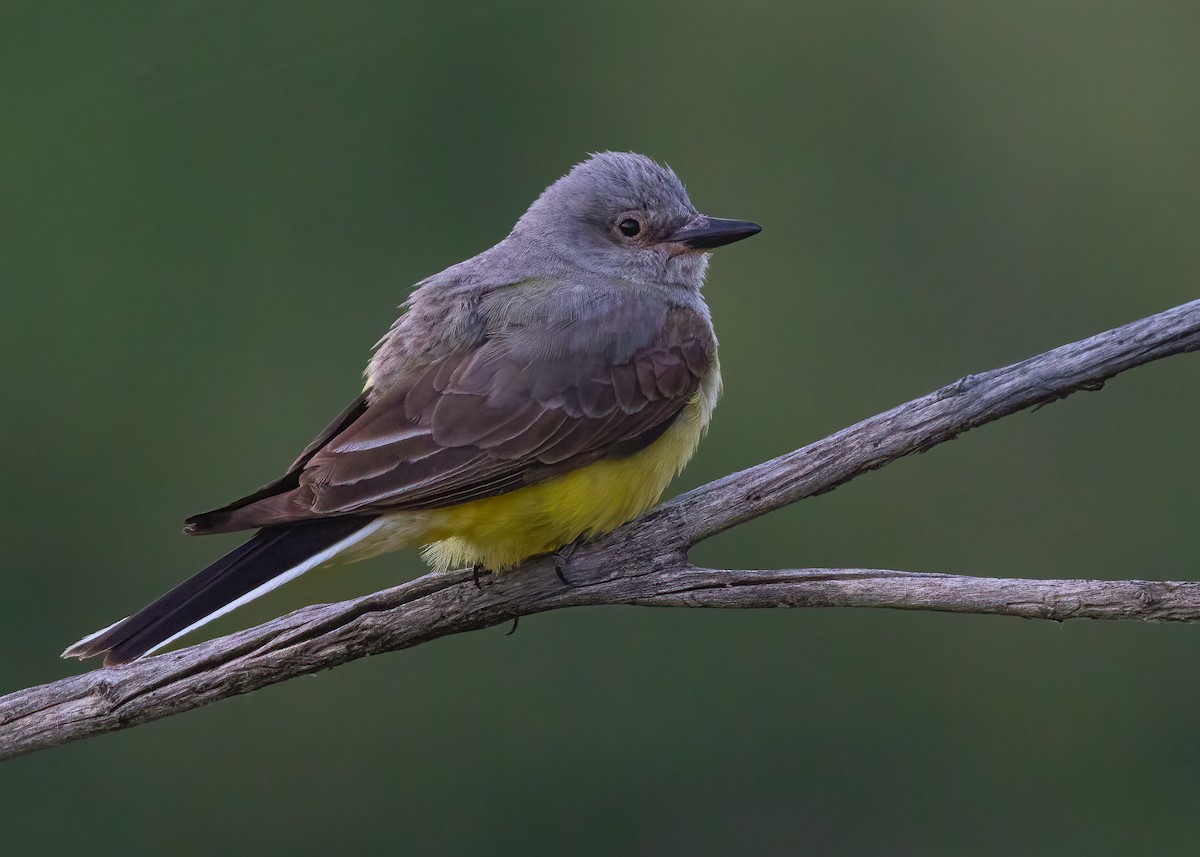Western Kingbird - ML638407597