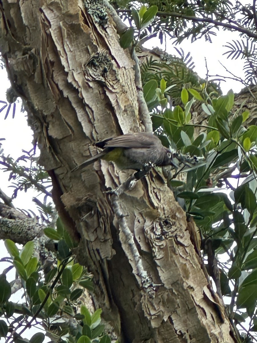 Cape Bulbul - ML638407653