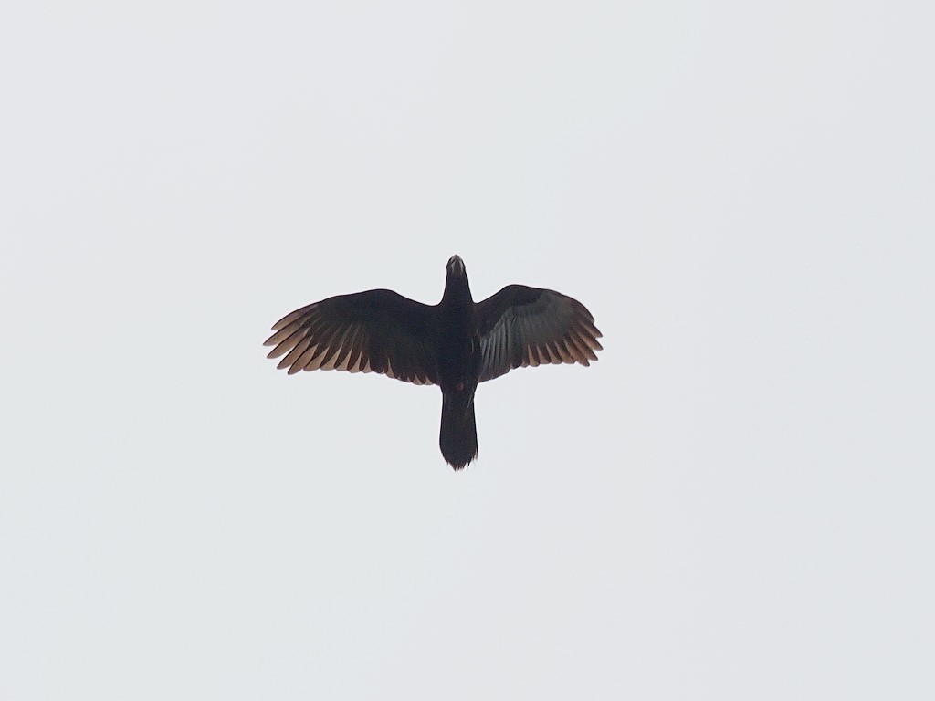 Greater Vasa Parrot - ML638407654