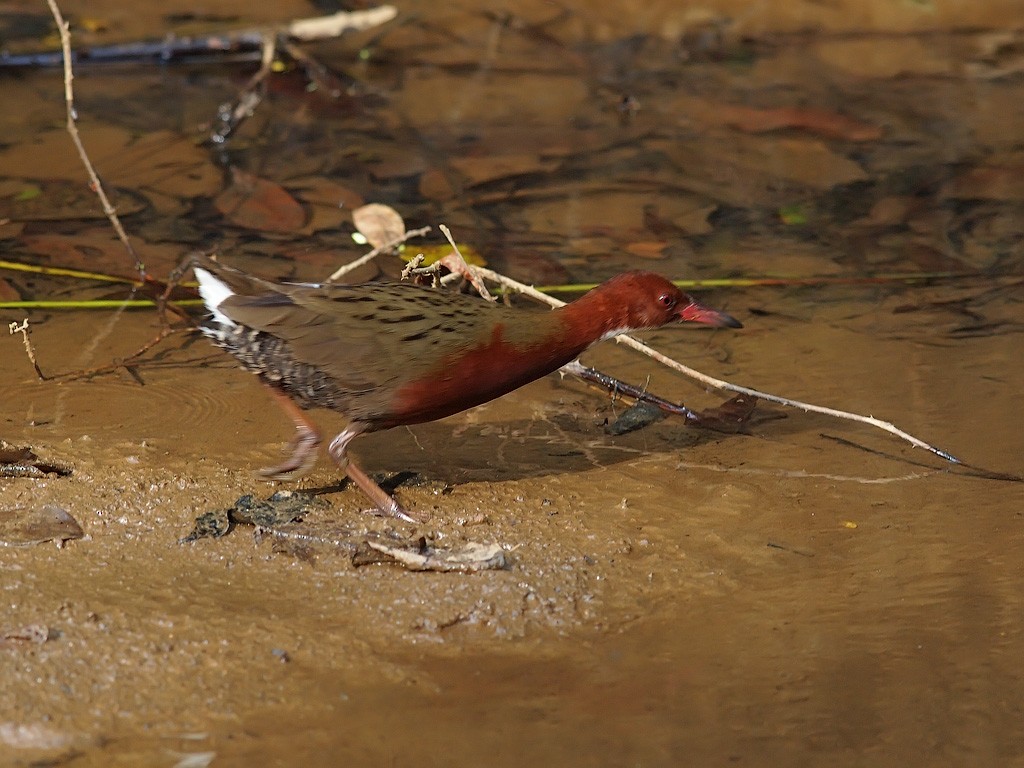 White-throated Rail - ML638407681