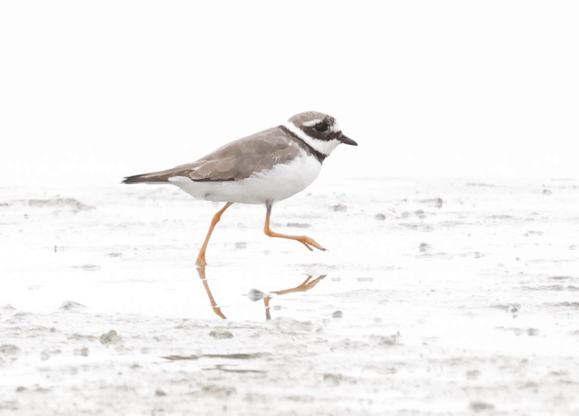 Common Ringed Plover - ML638407713