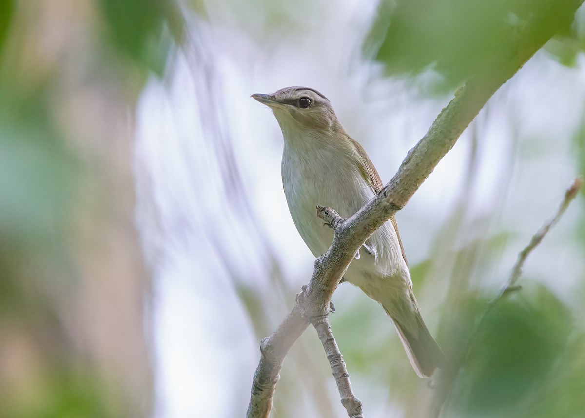 Red-eyed Vireo - ML638407750