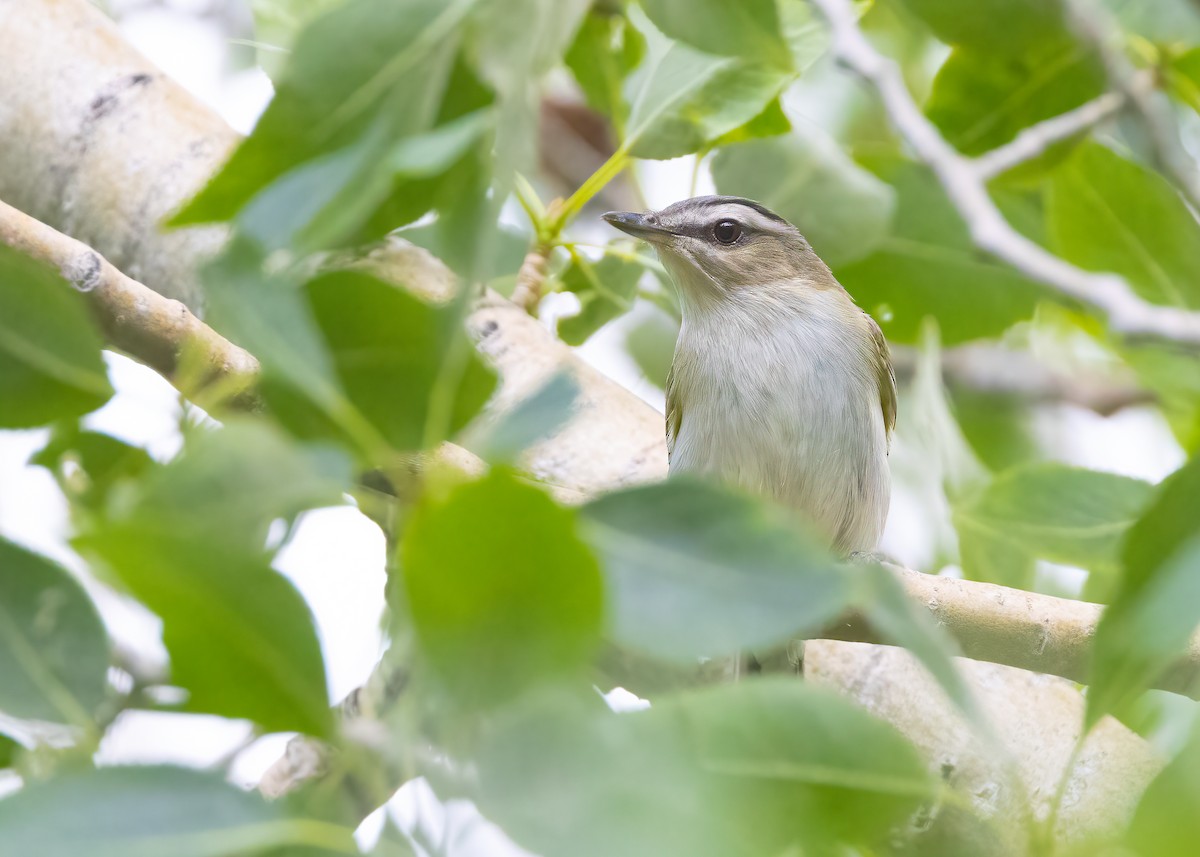 Red-eyed Vireo - ML638407754