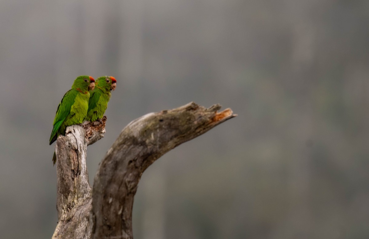 Scarlet-fronted Parakeet - ML638407781
