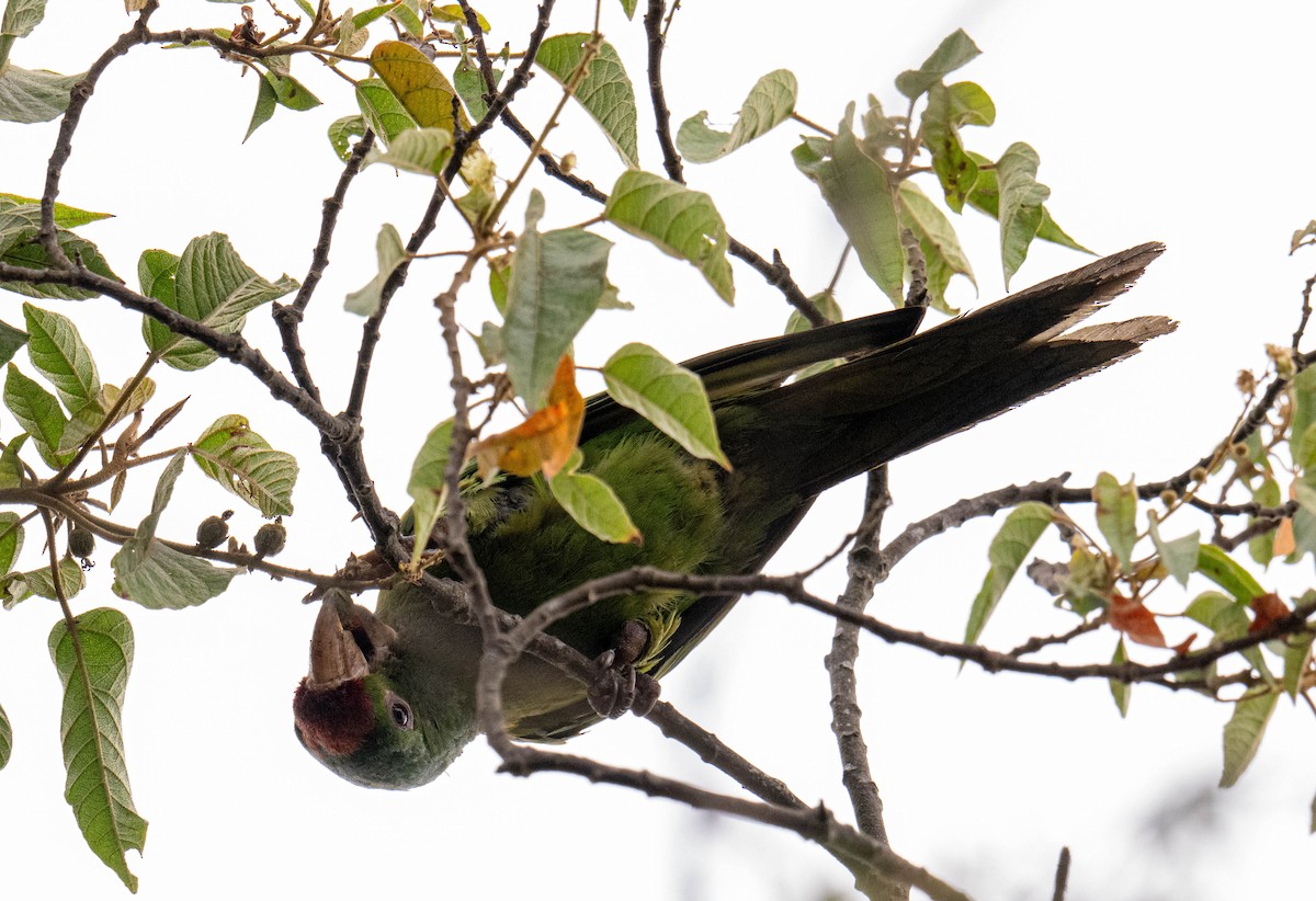 Scarlet-fronted Parakeet - ML638407782