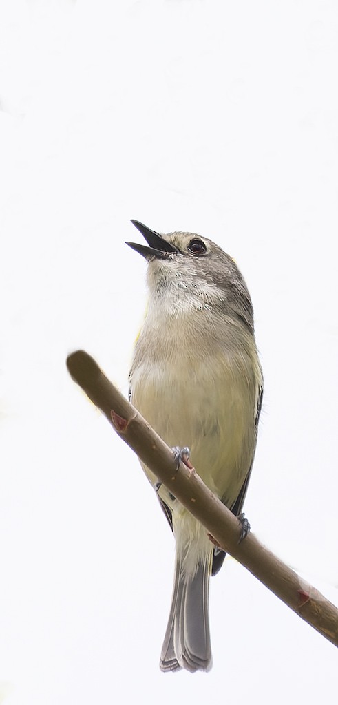 Küçük Vireo - ML638407803