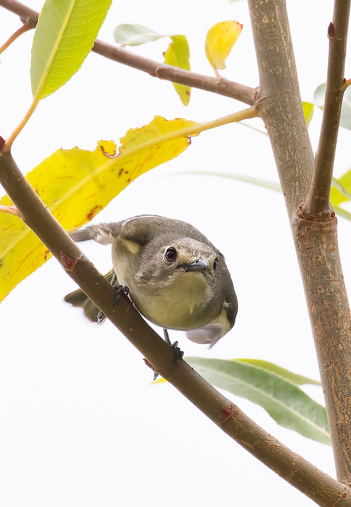 Küçük Vireo - ML638407804