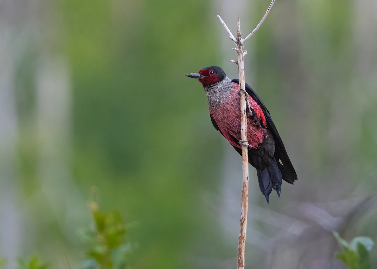 Lewis's Woodpecker - ML638407814