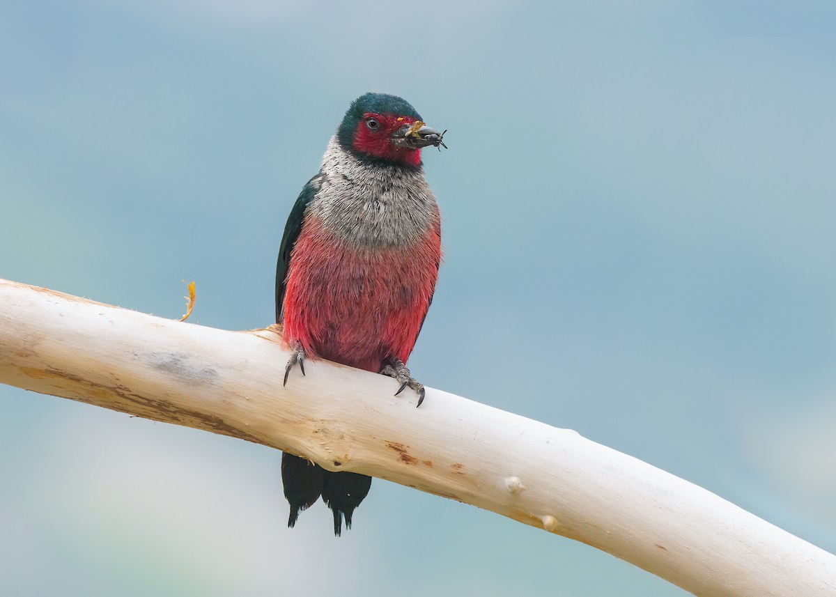 Lewis's Woodpecker - ML638407825