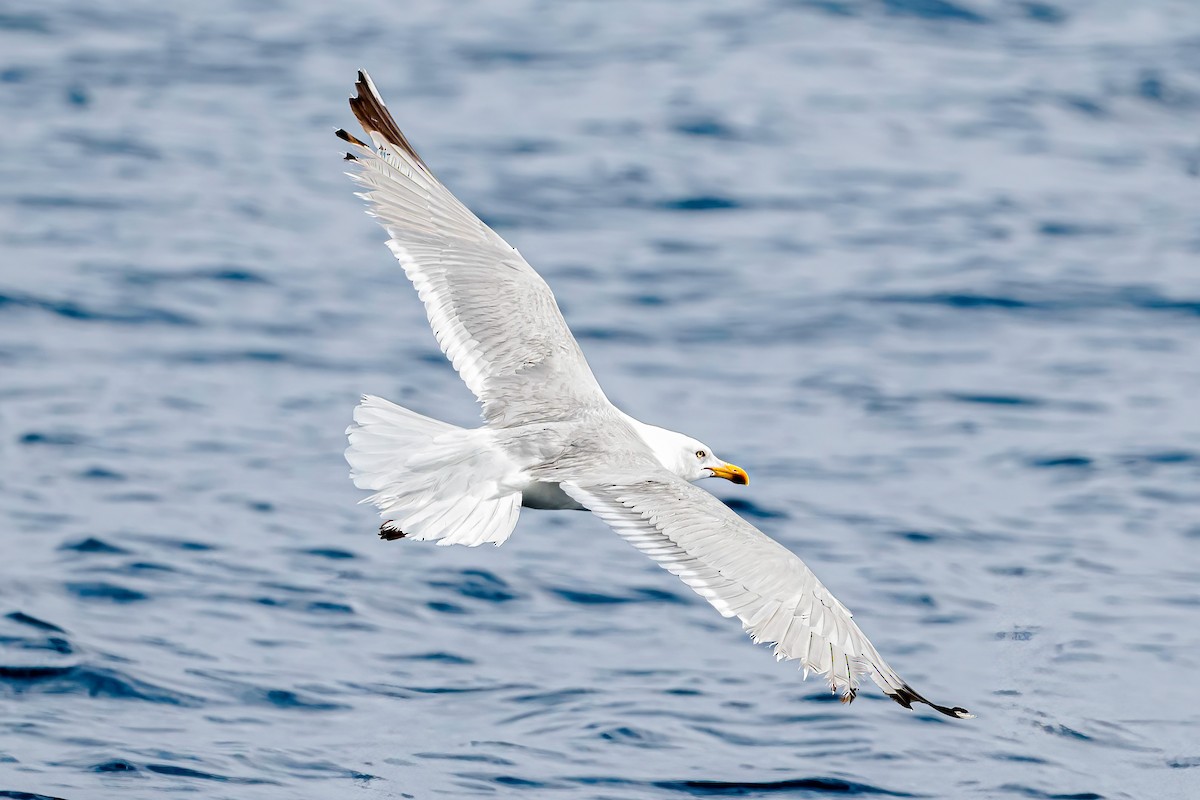 Yellow-legged Gull - ML638407863