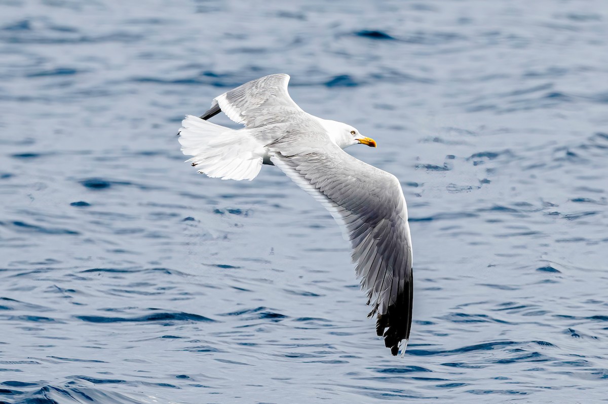 Yellow-legged Gull - ML638407864