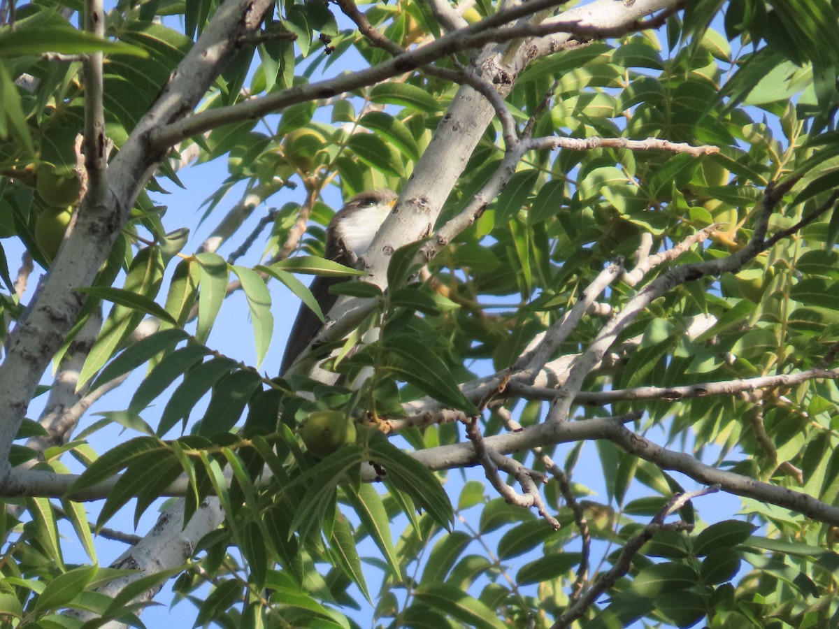 Yellow-billed Cuckoo - ML638407894