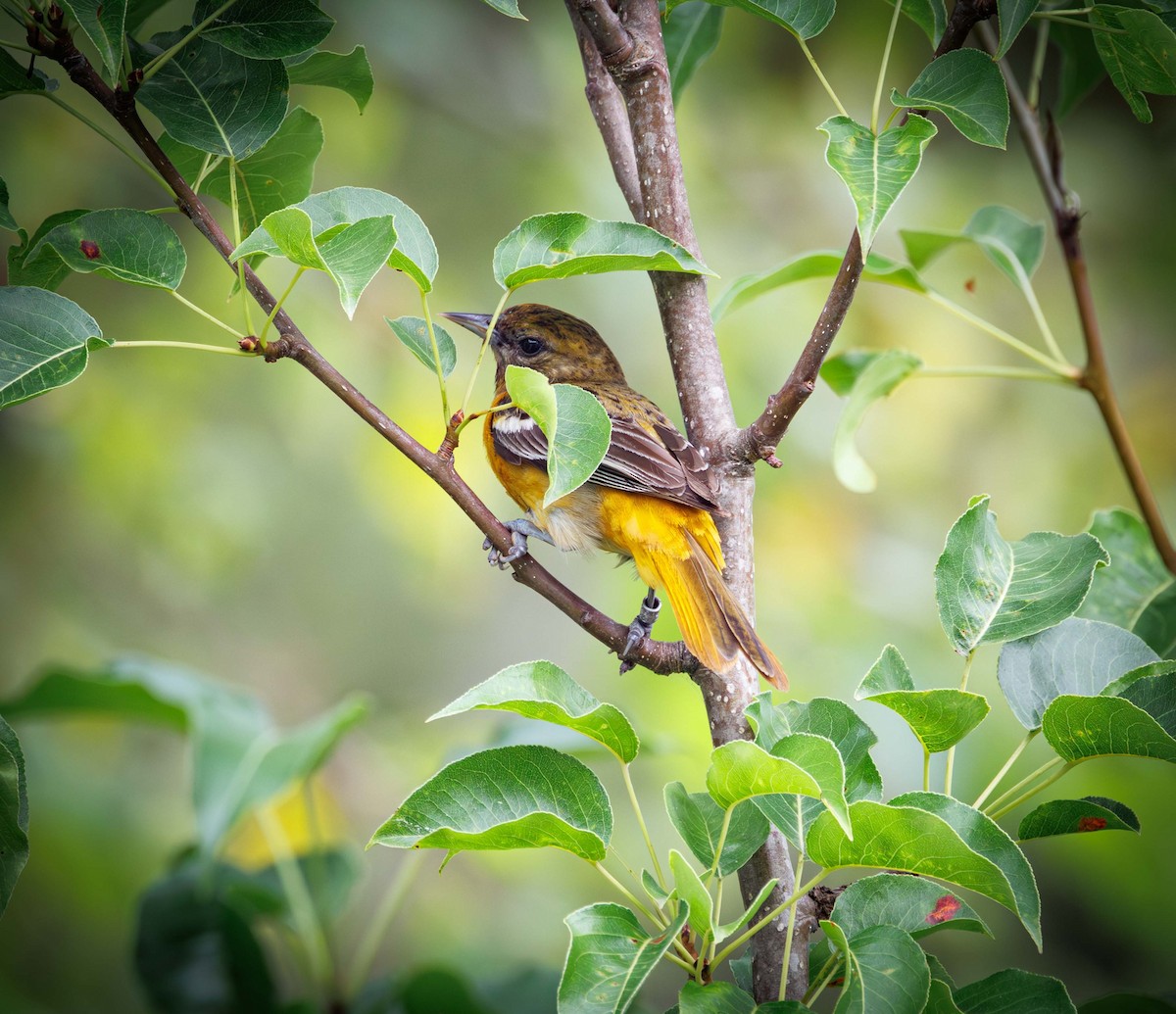 Pine Warbler - ML638407949
