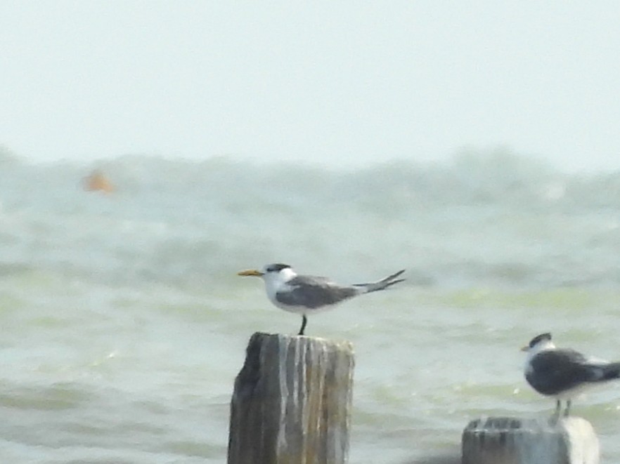 鳳頭燕鷗 - ML638407966