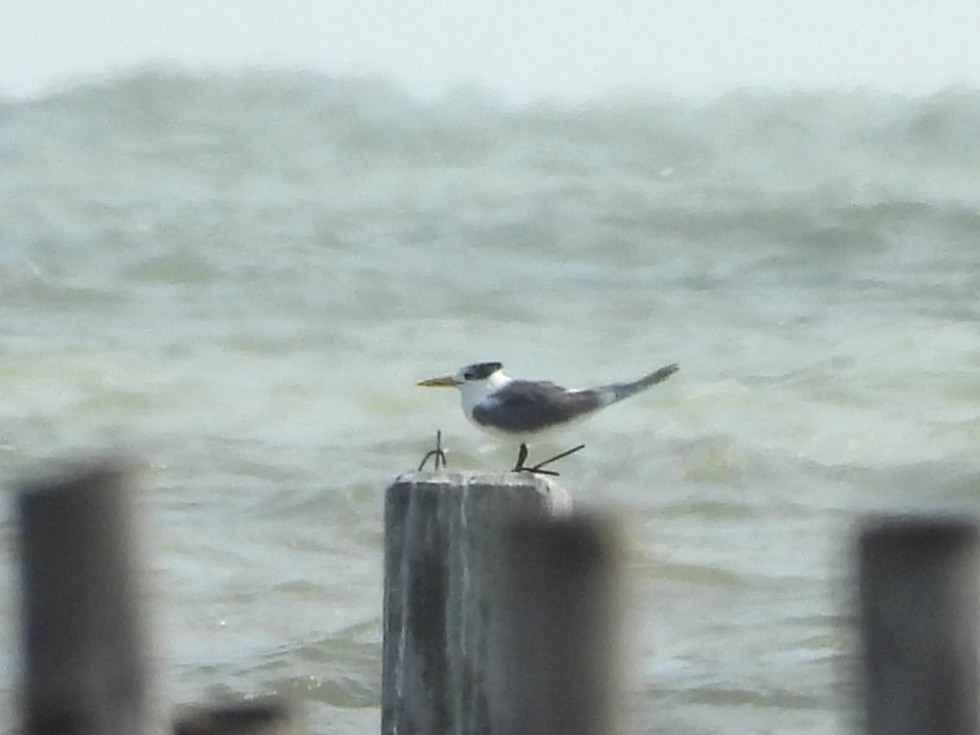 鳳頭燕鷗 - ML638407967