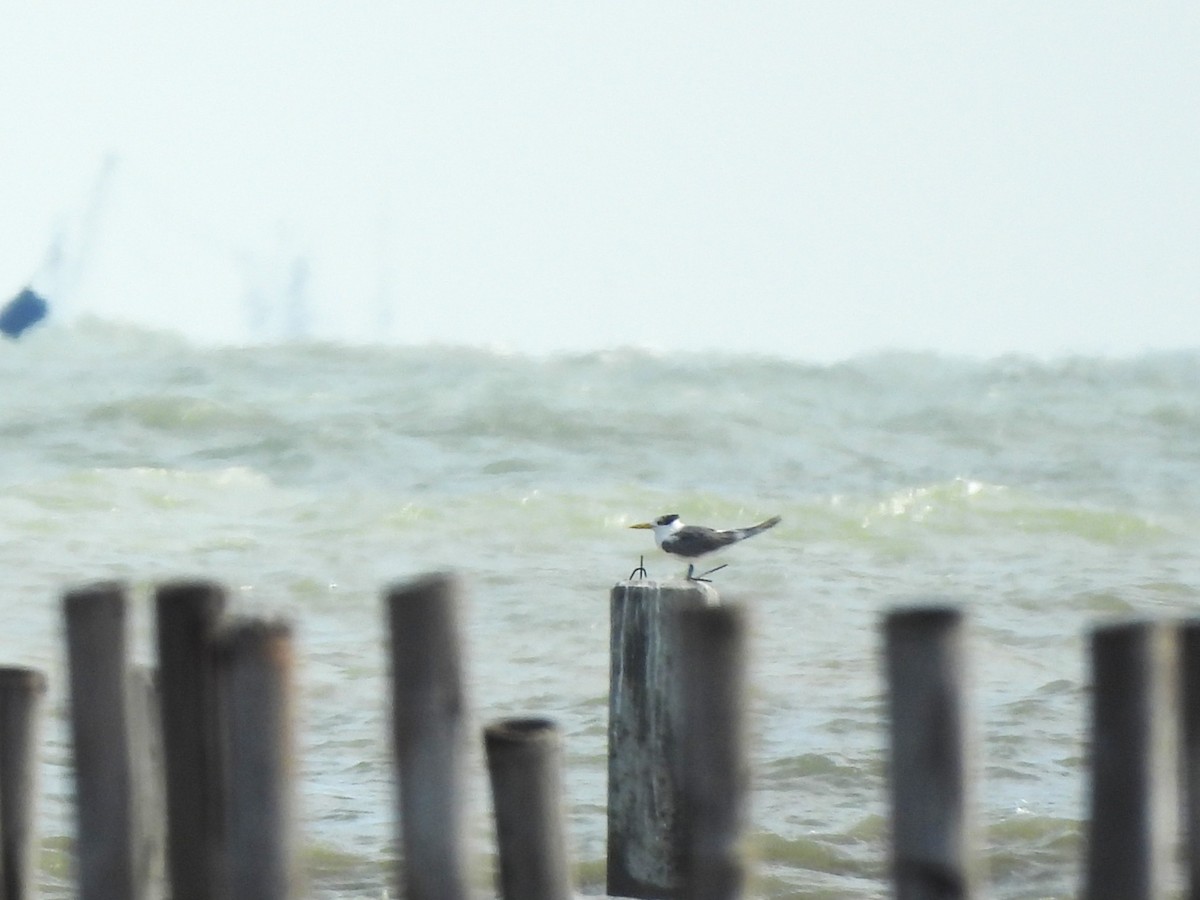 鳳頭燕鷗 - ML638407968