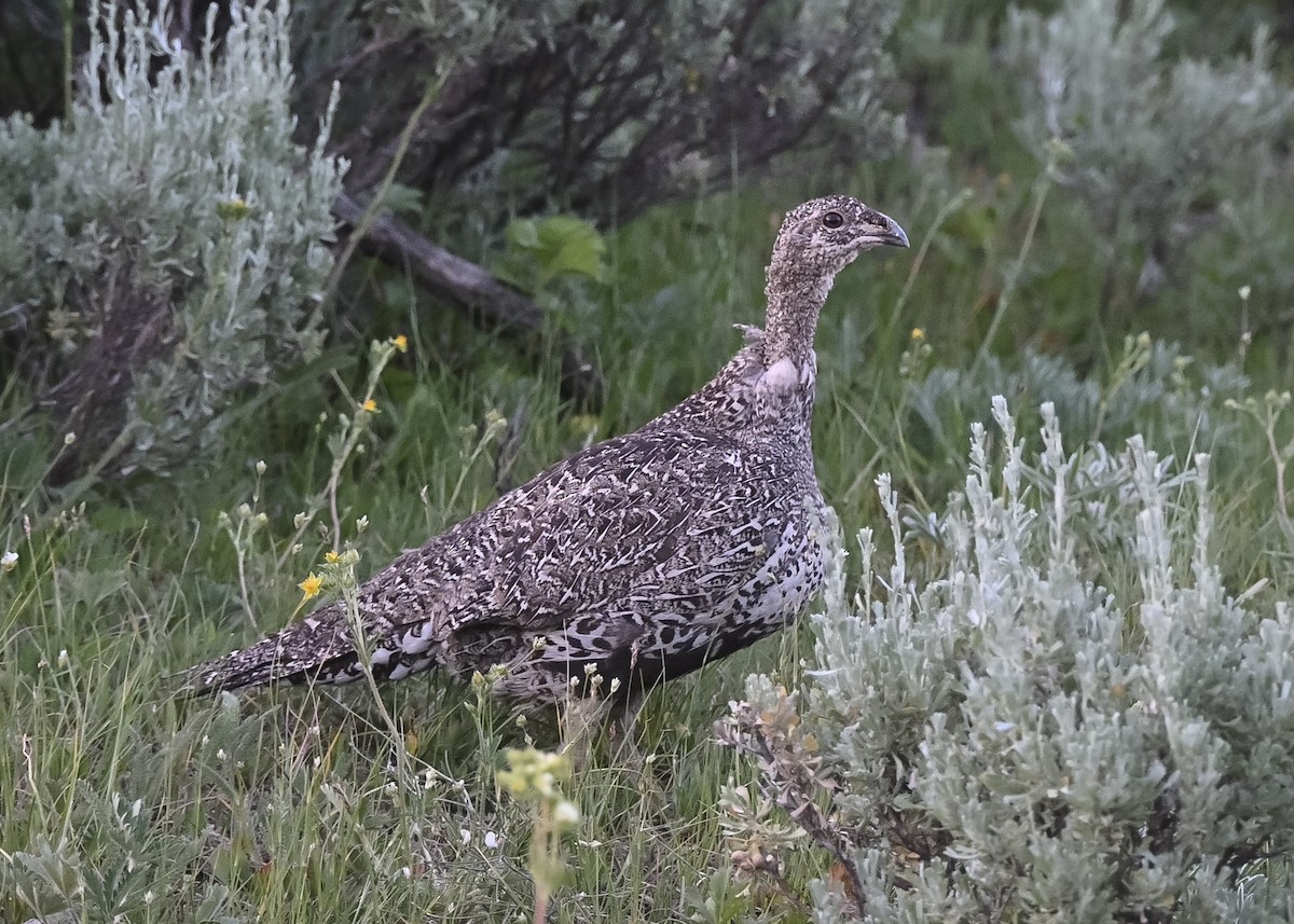 Çalı Tavuğu - ML638407970