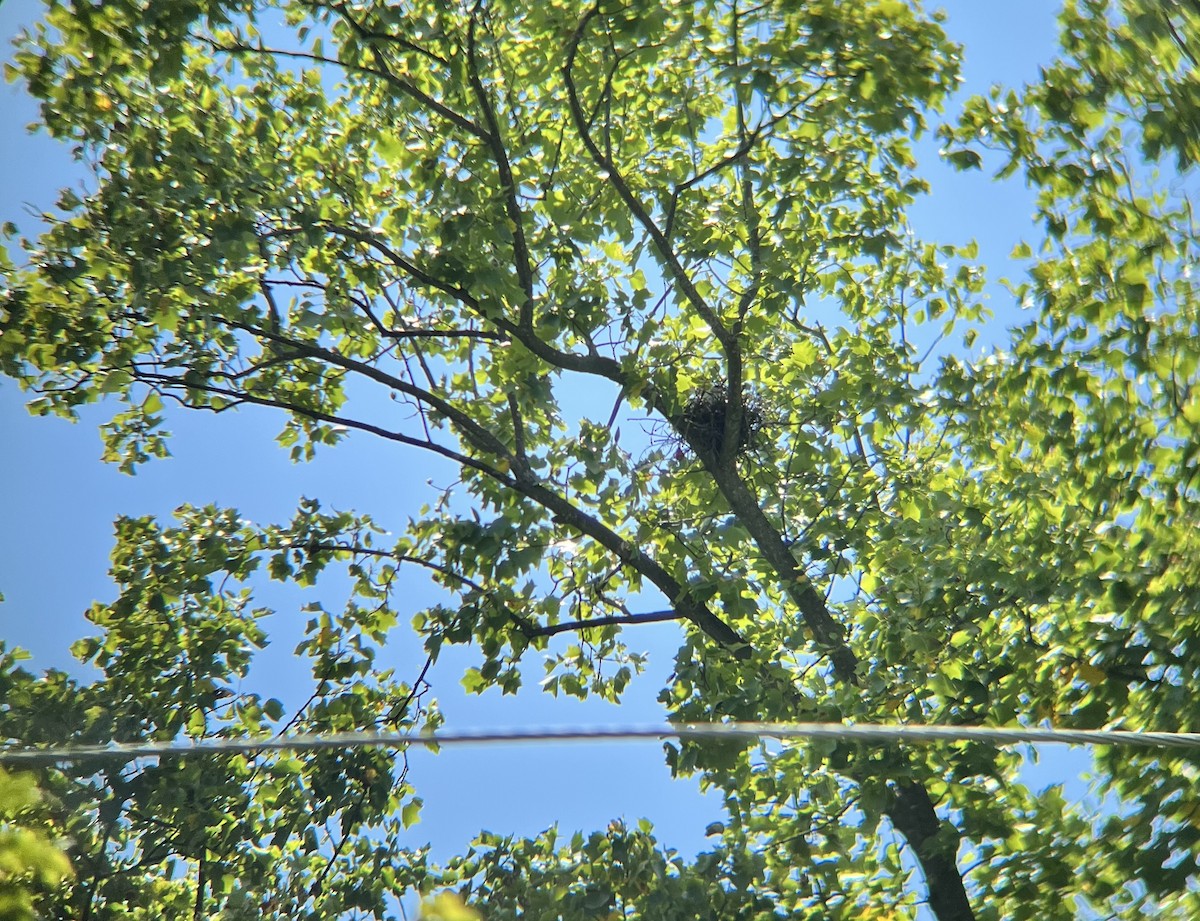 Mississippi Kite - ML638407976