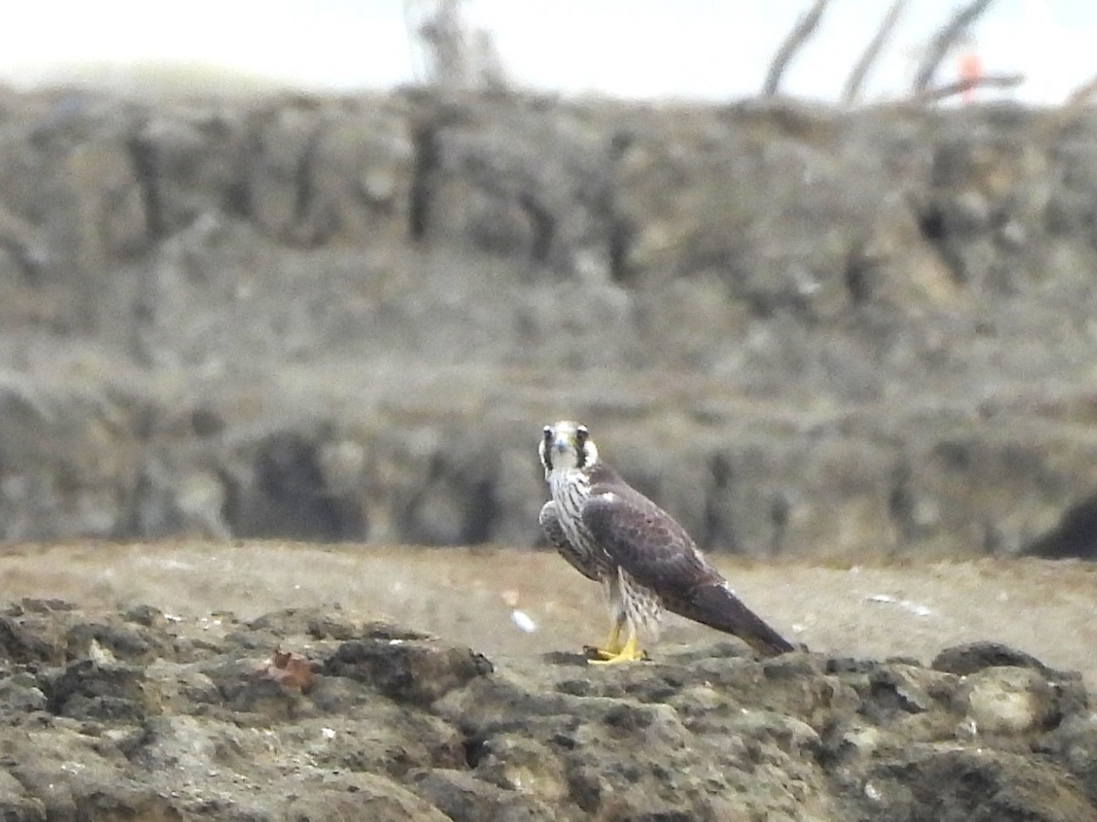遊隼 - ML638407986