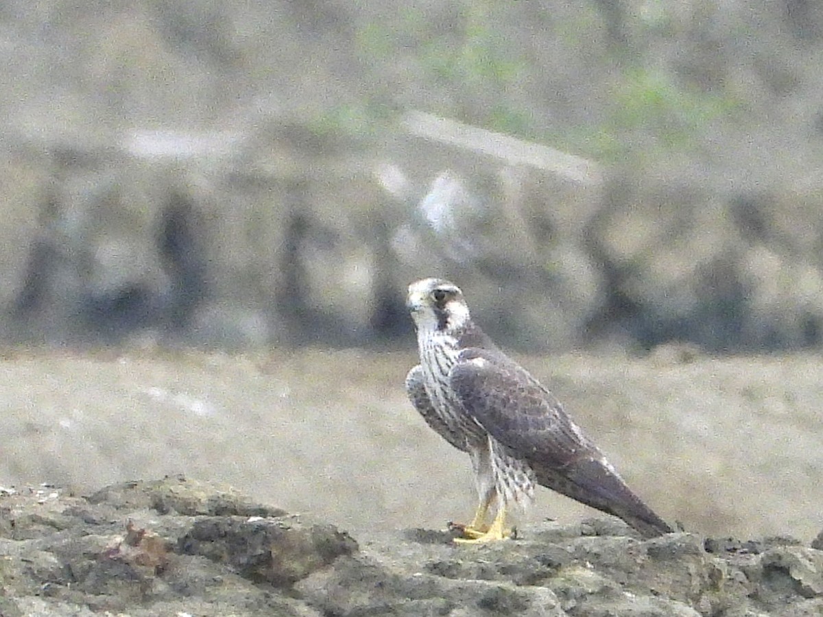 遊隼 - ML638407989