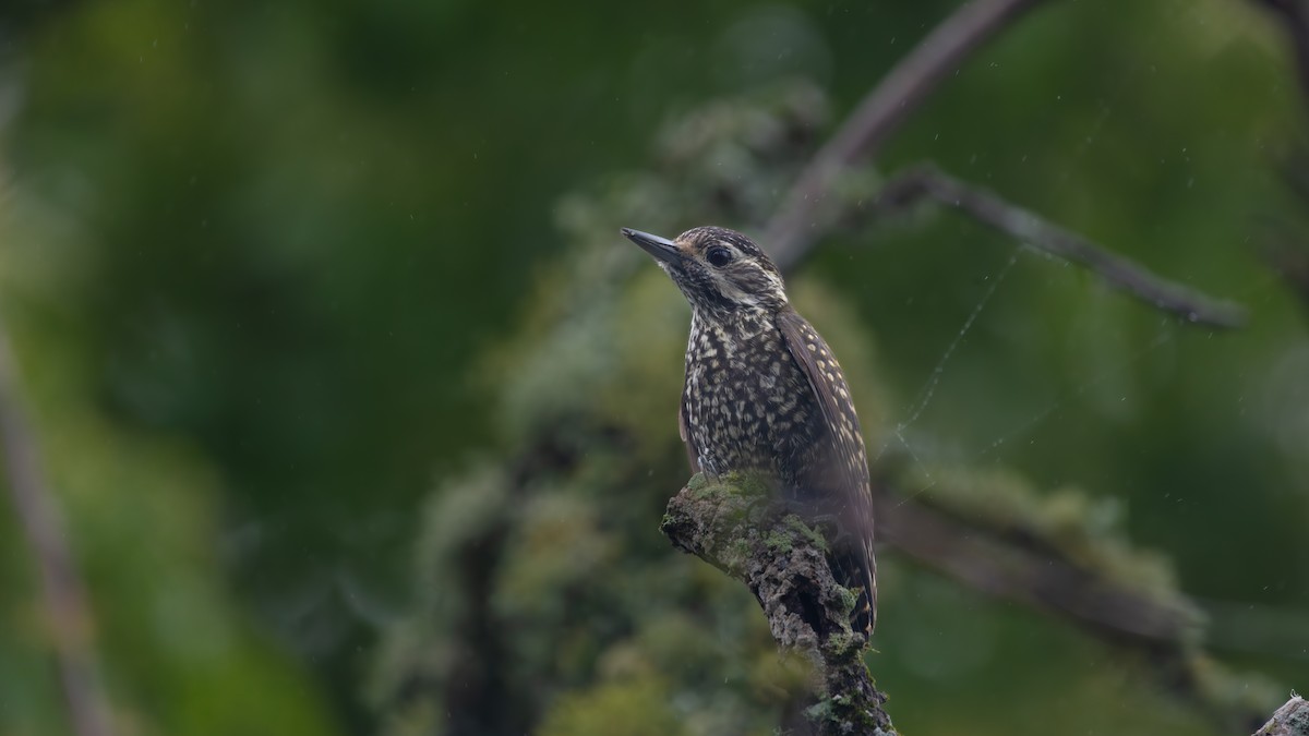 White-spotted Woodpecker - ML638407992