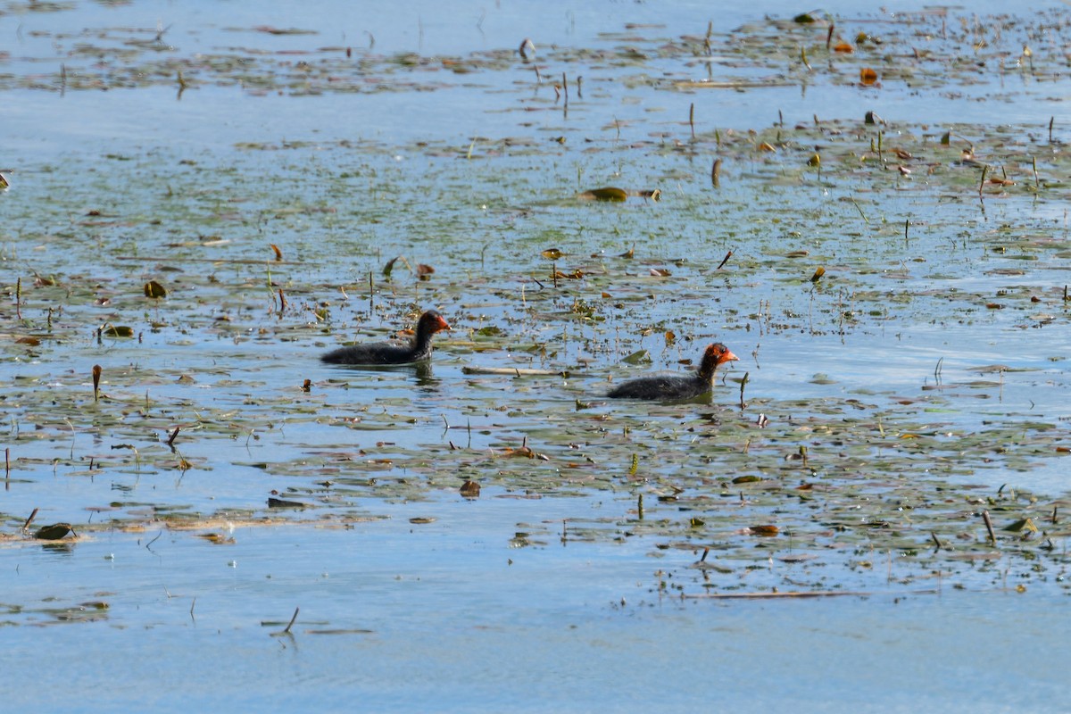 Eurasian Coot - ML638407996