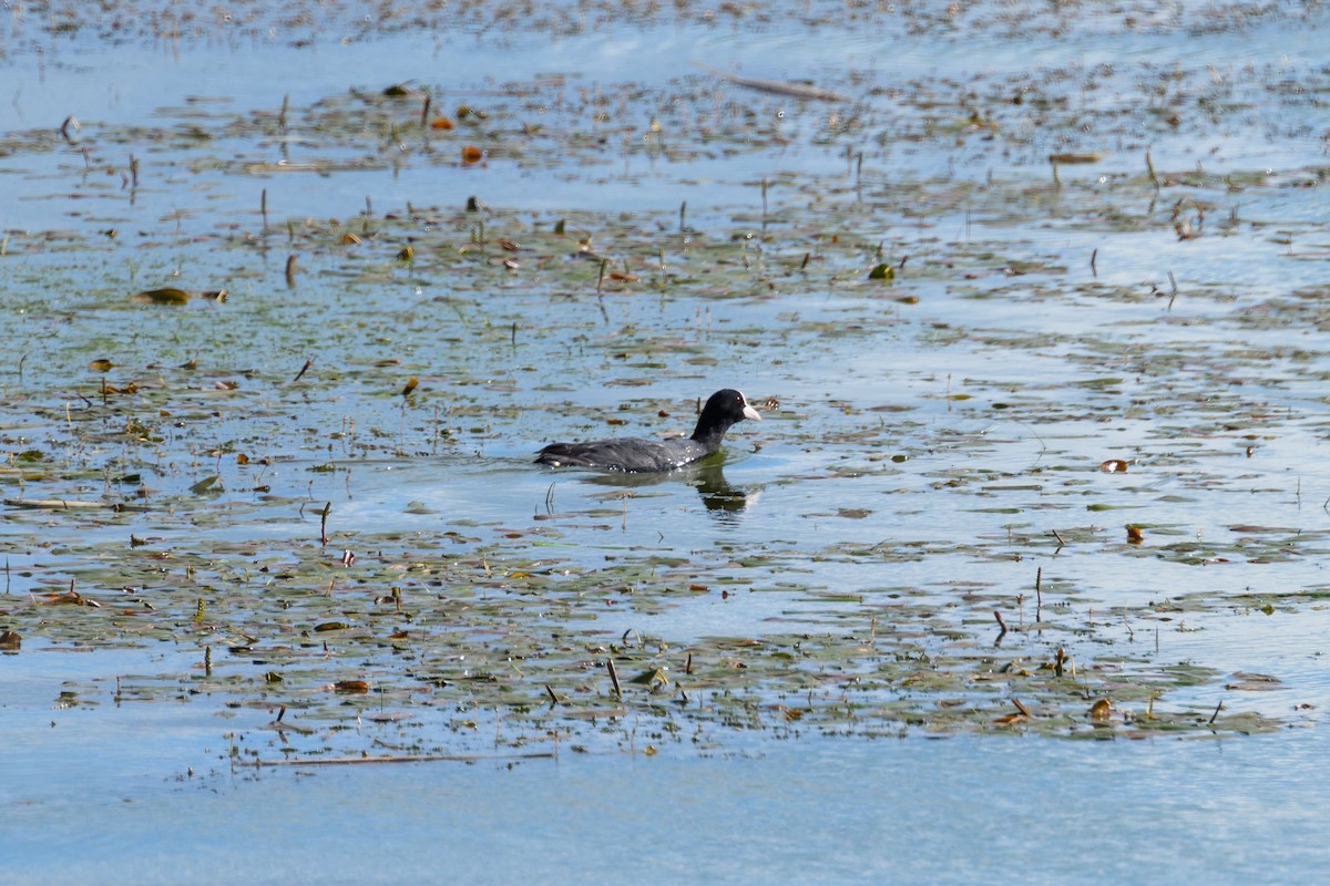 Eurasian Coot - ML638407997