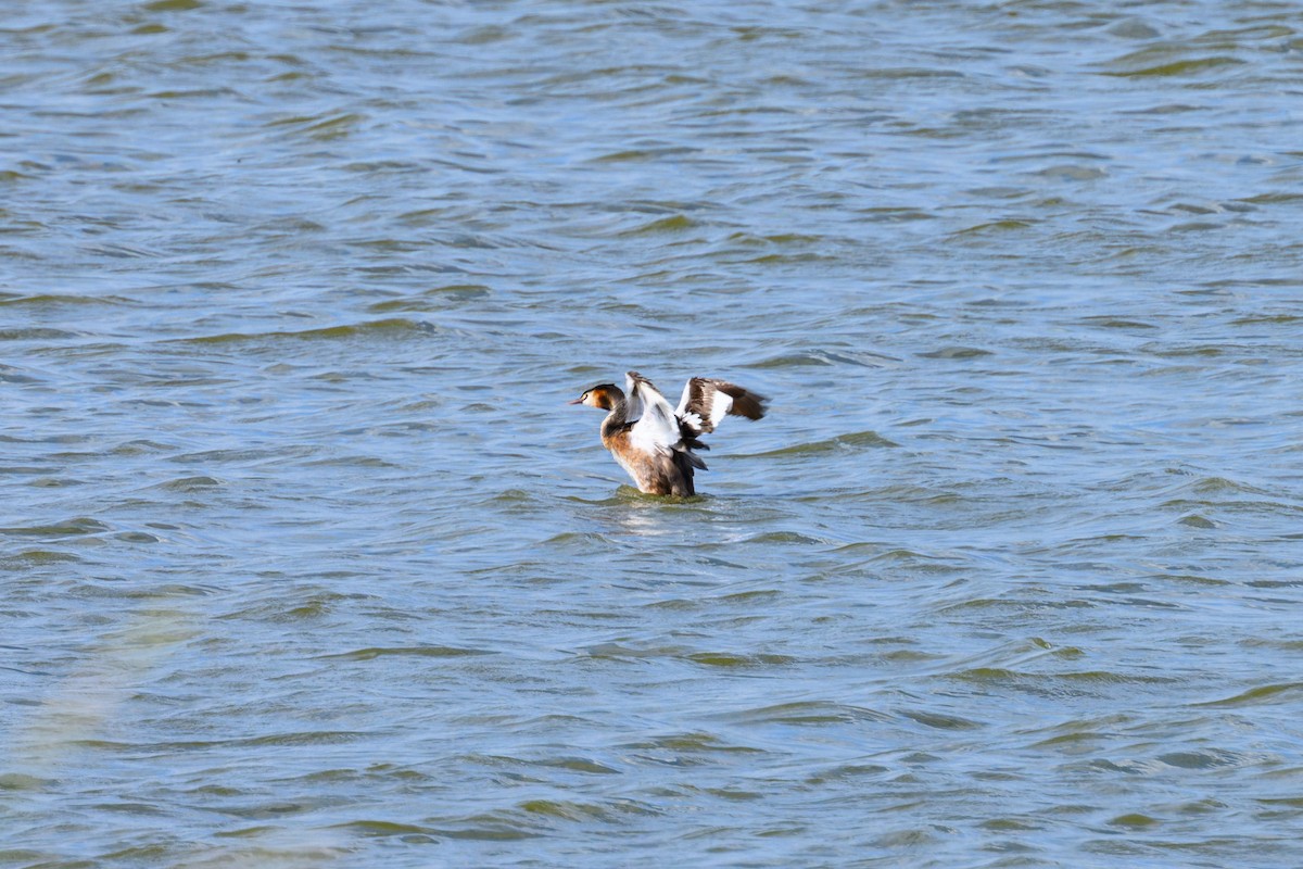 Great Crested Grebe - ML638408015