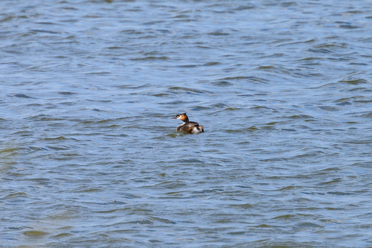 Great Crested Grebe - ML638408016