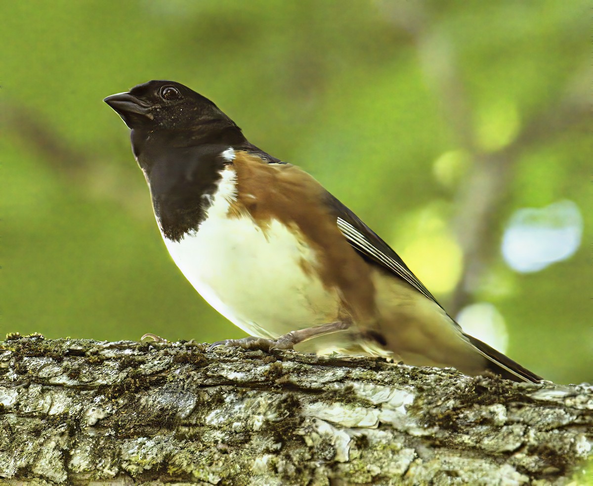 pipilo rudooký - ML638408049