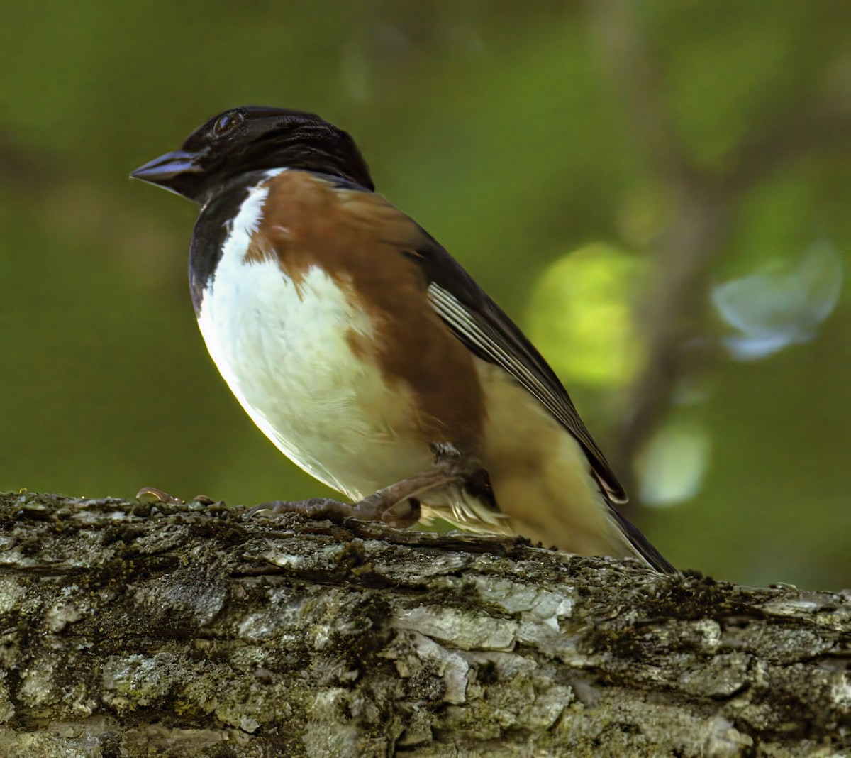 pipilo rudooký - ML638408052