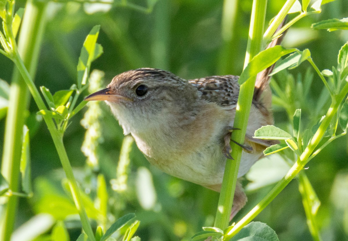 Sedge Wren - ML638408054