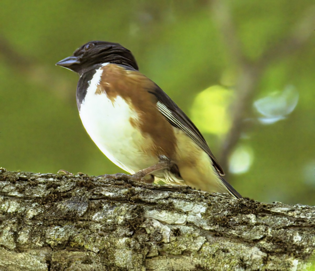 pipilo rudooký - ML638408056