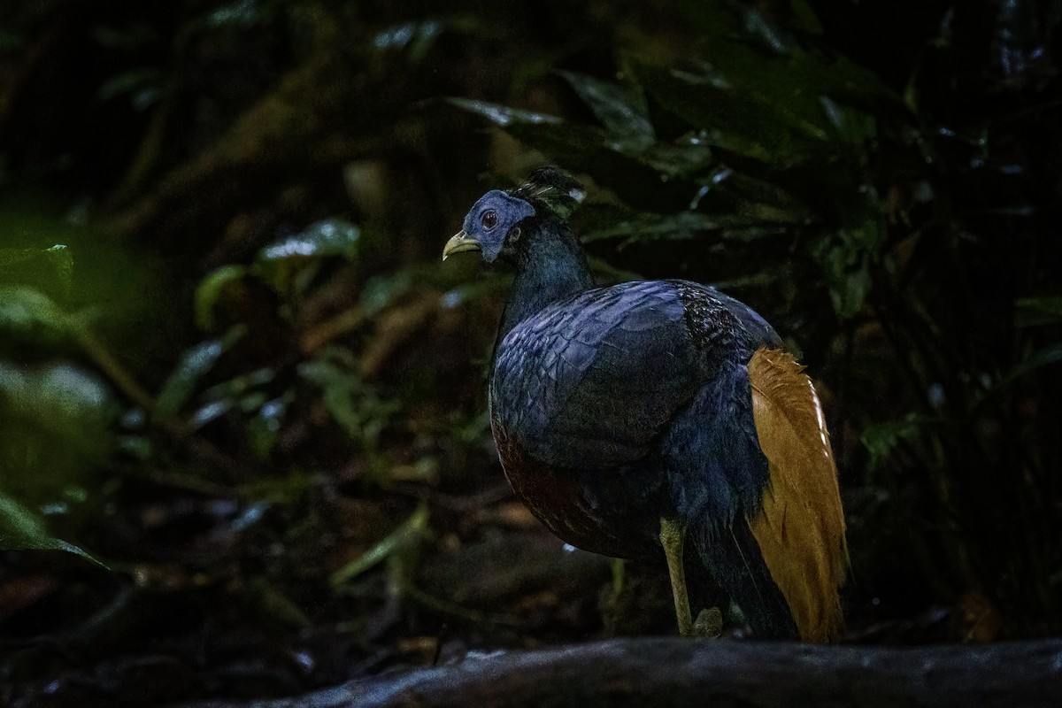 Bornean Crested Fireback - ML638408062