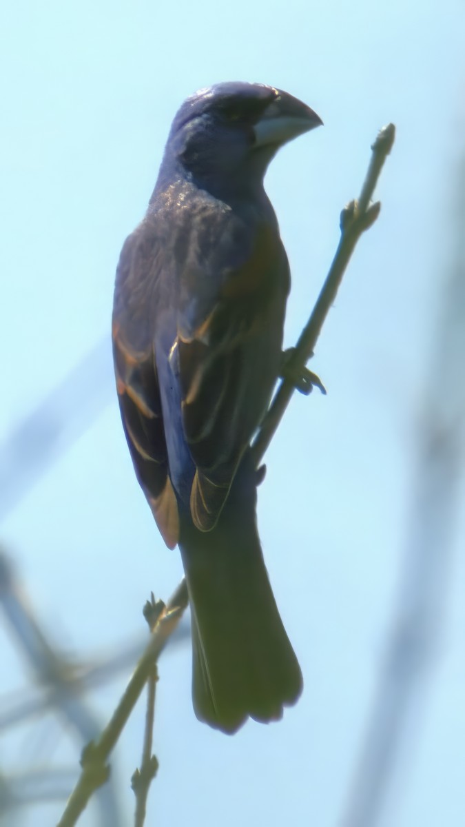 papežík modrý - ML638408065