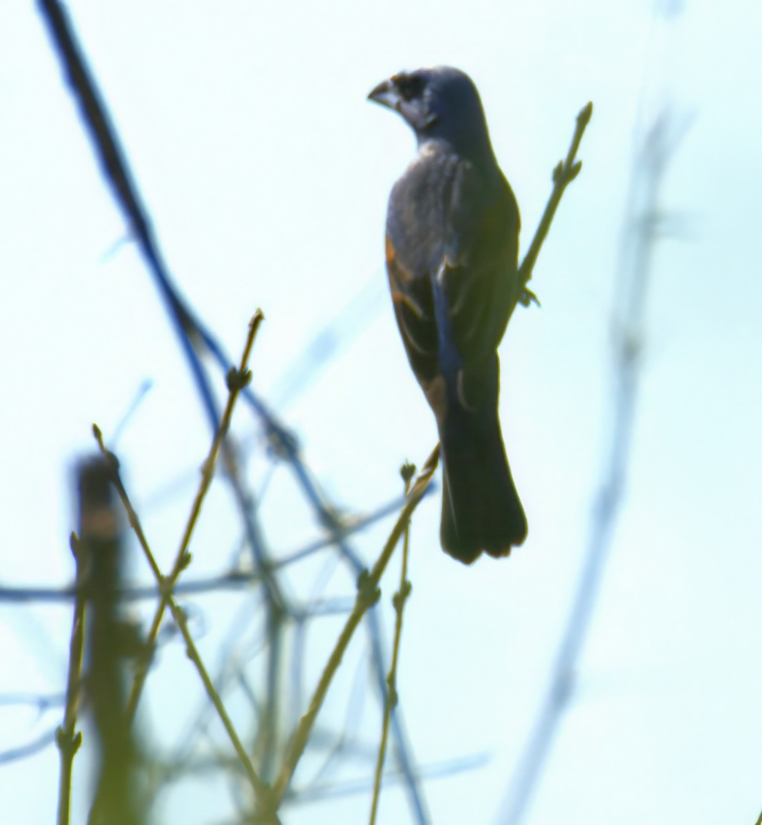 papežík modrý - ML638408070