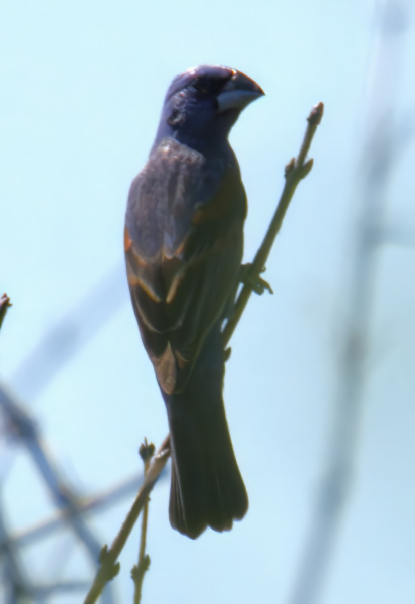 papežík modrý - ML638408074