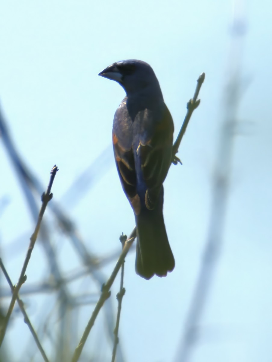 Blue Grosbeak - ML638408082
