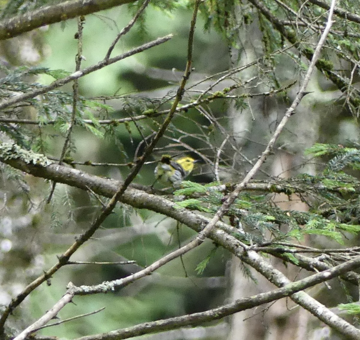 Black-throated Green Warbler - ML638408083