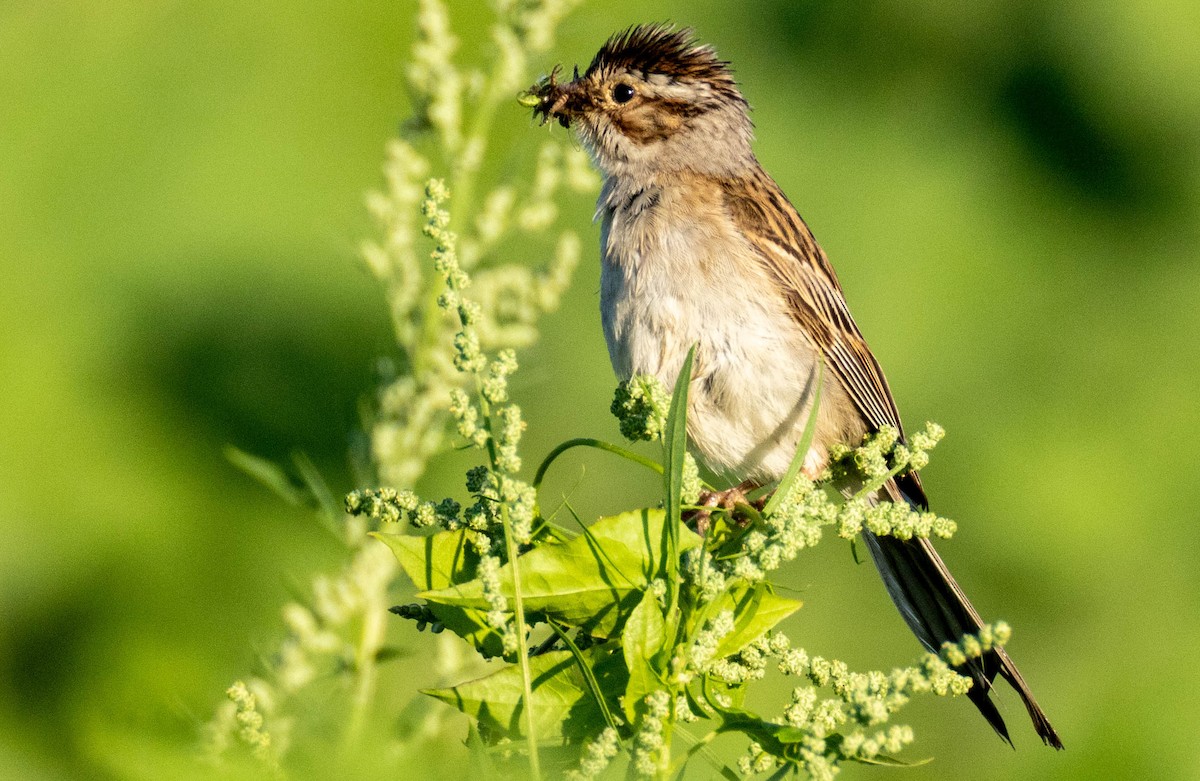 Clay-colored Sparrow - ML638408084