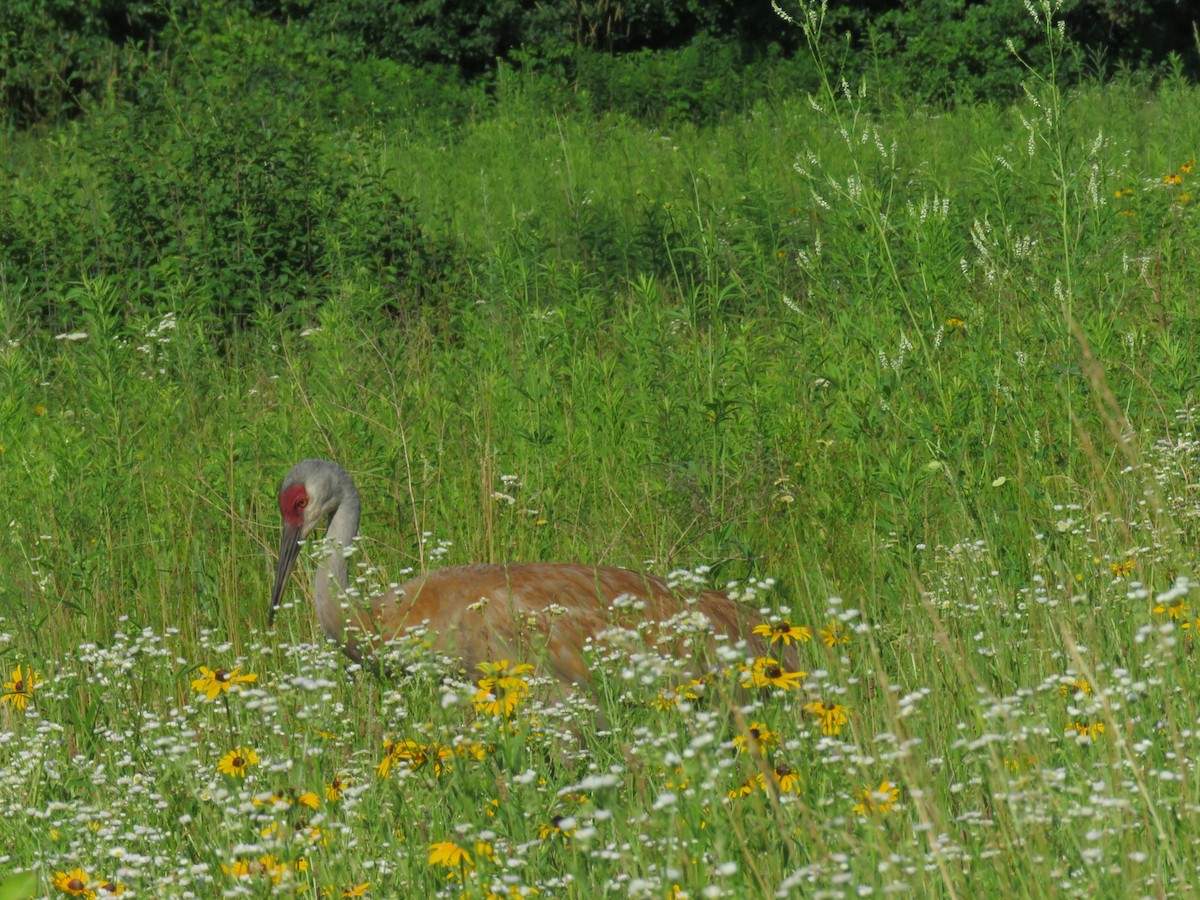 Sandhill Crane - ML638408086