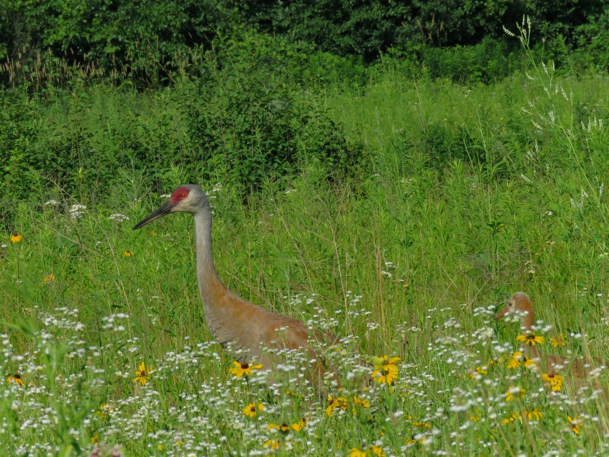 Sandhill Crane - ML638408087