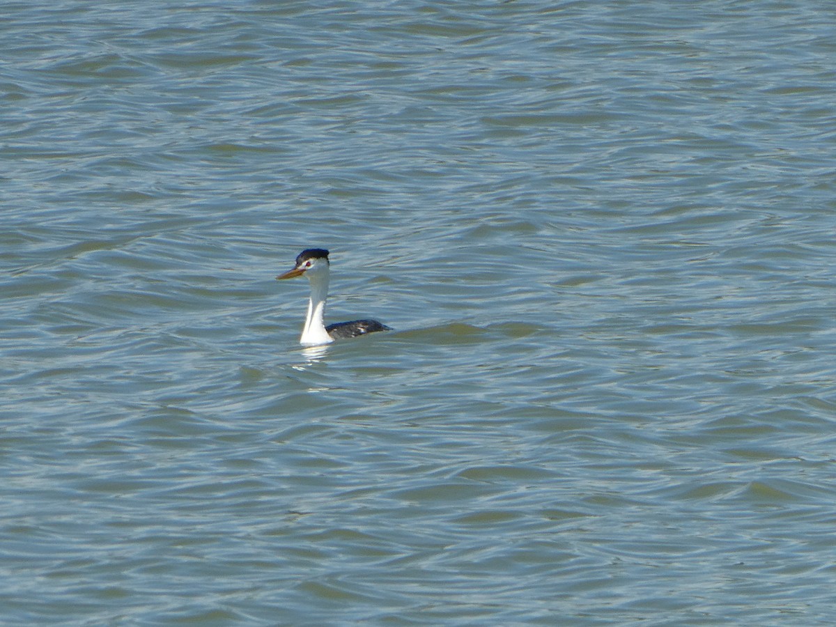 Clark's Grebe - ML638408088
