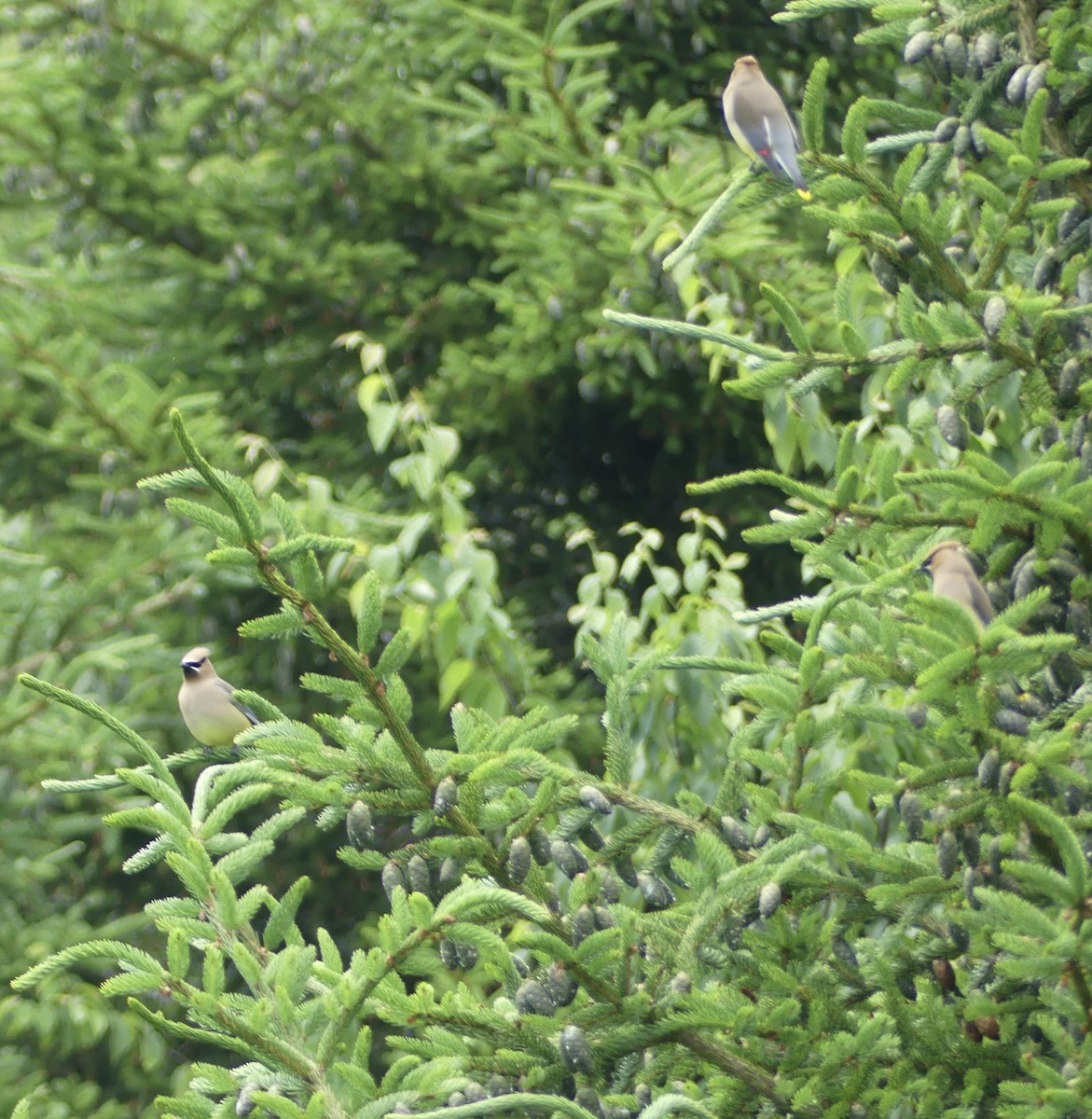 Cedar Waxwing - ML638408098