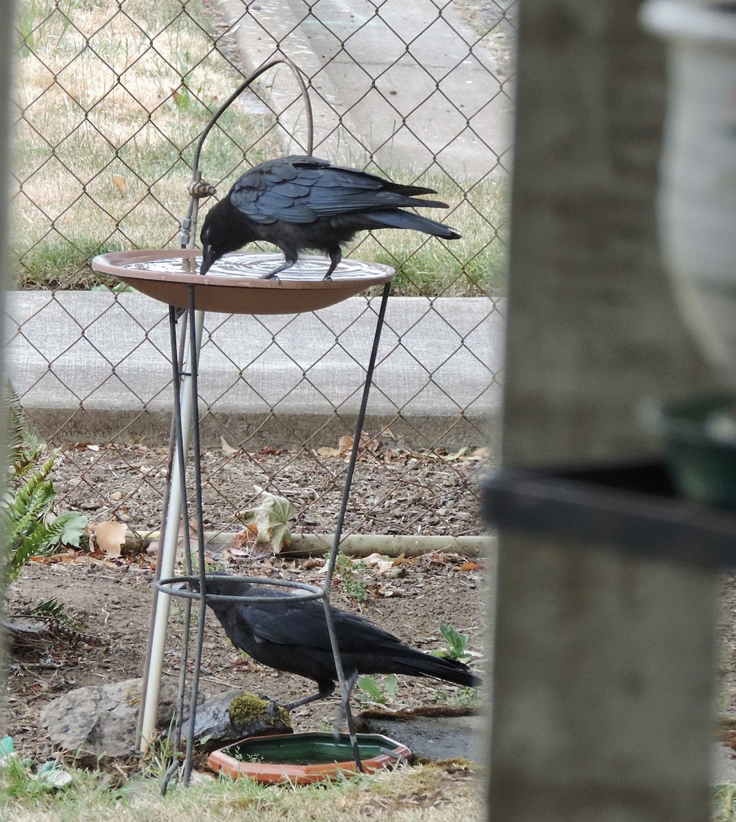 American Crow - ML638408099