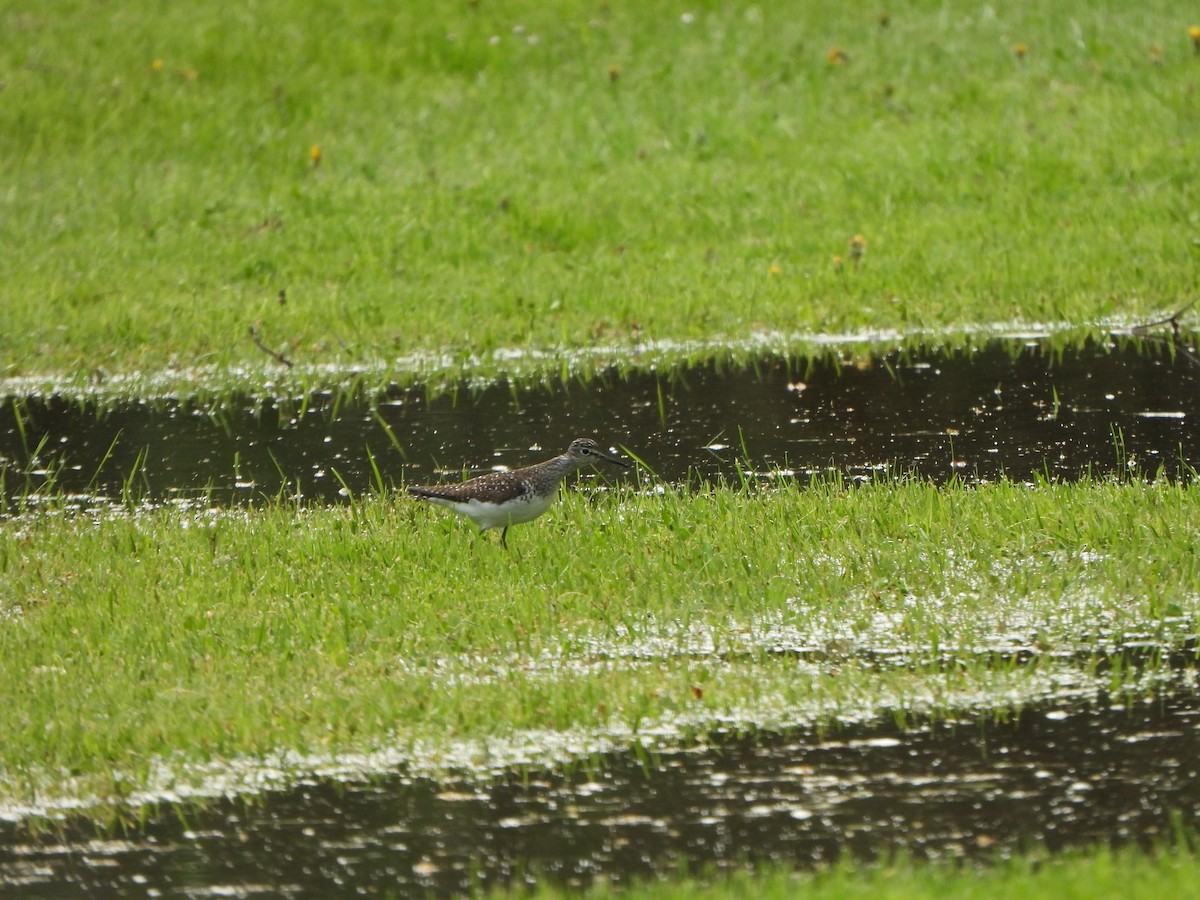 Solitary Sandpiper - ML638408101