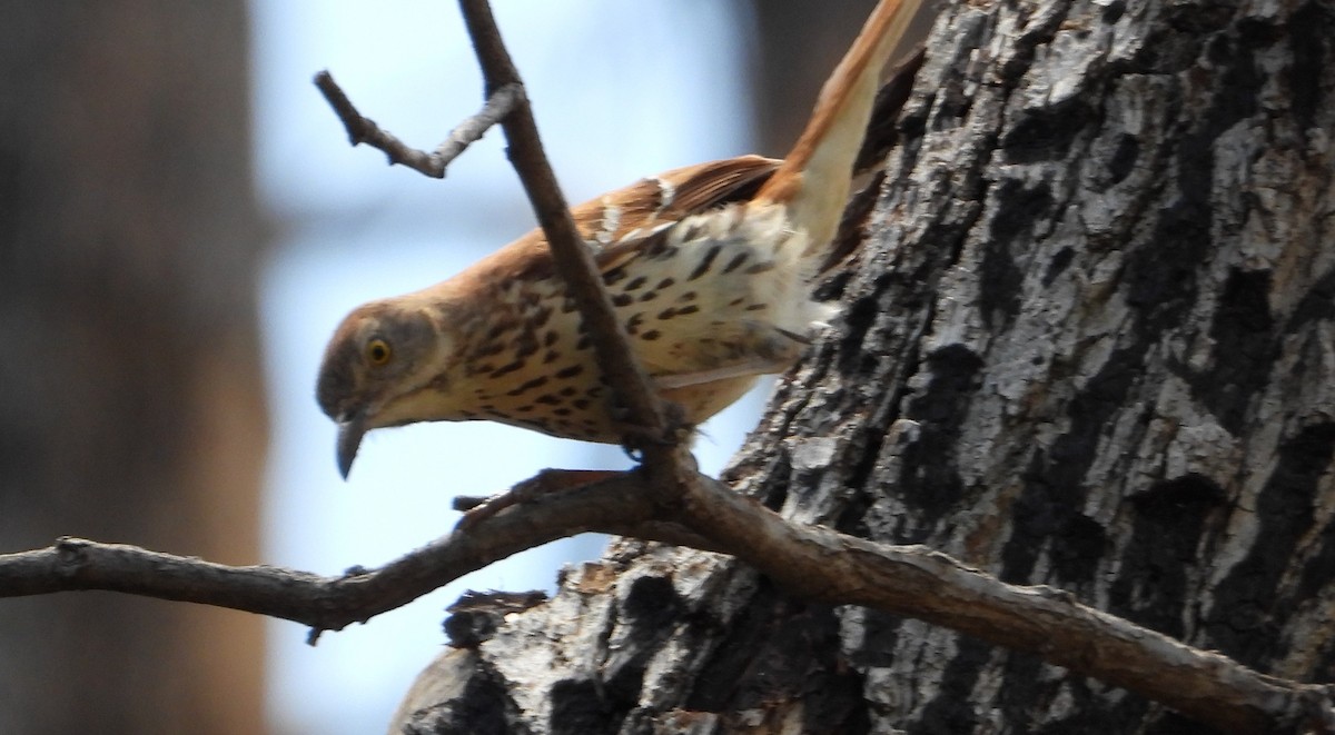 Brown Thrasher - ML638408102