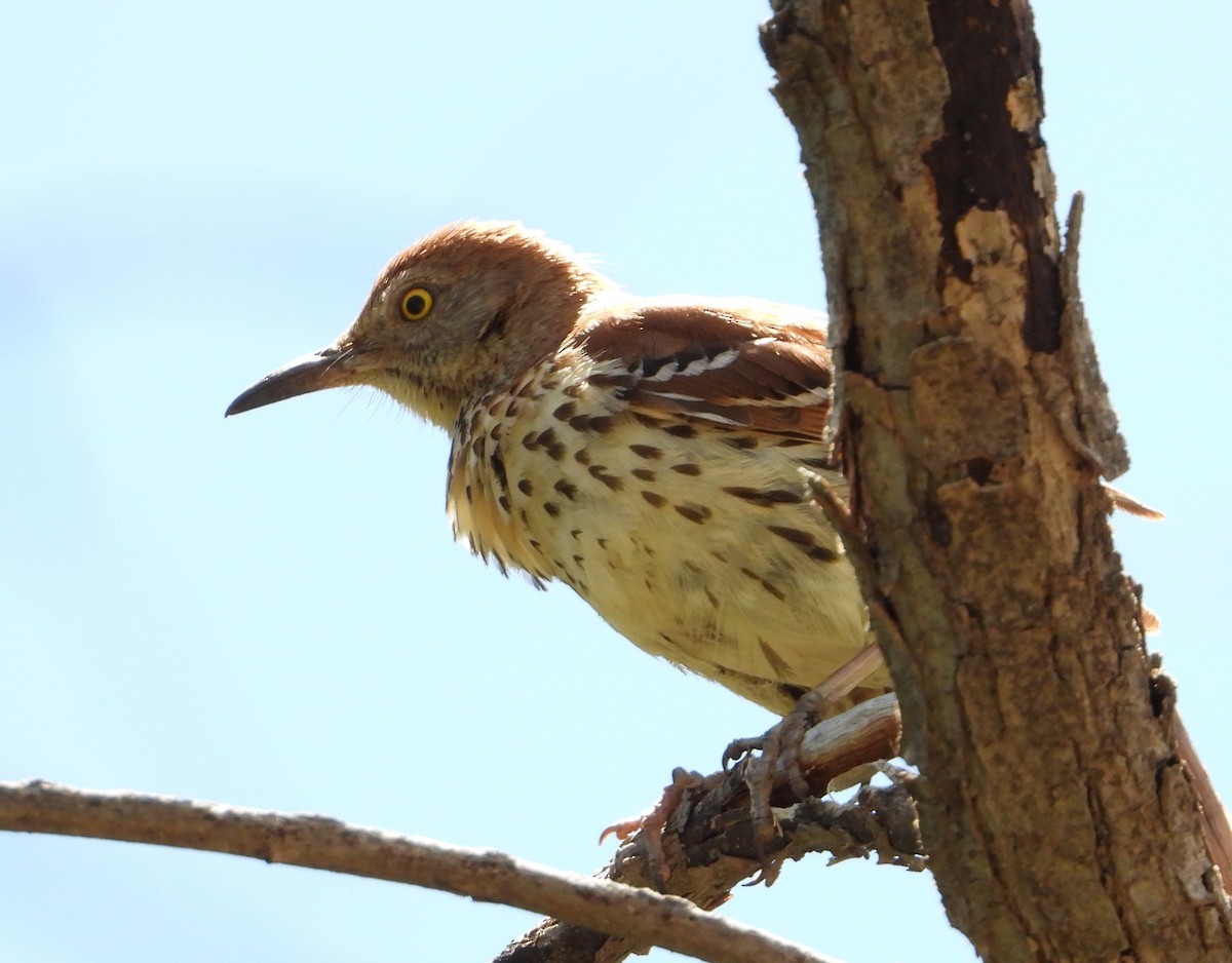 Brown Thrasher - ML638408103