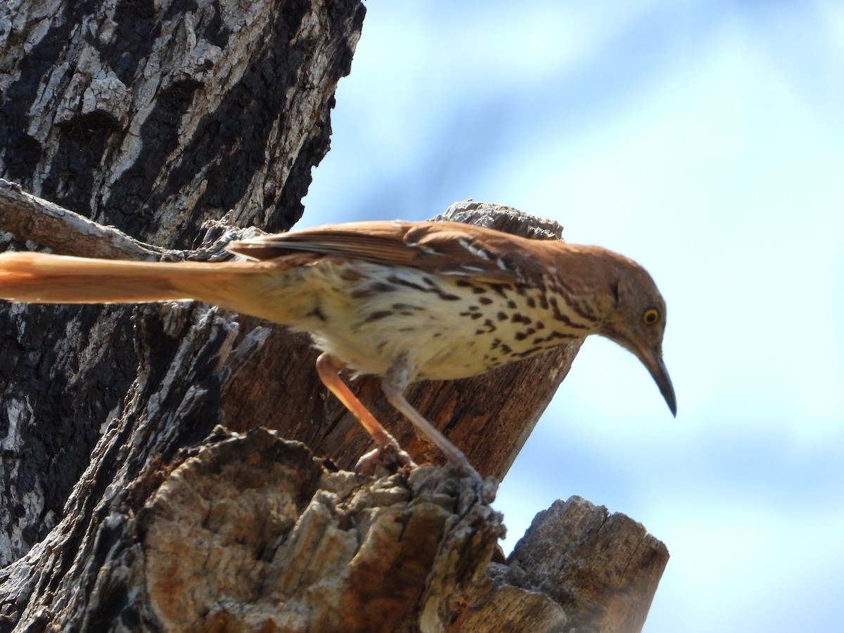 Brown Thrasher - ML638408104
