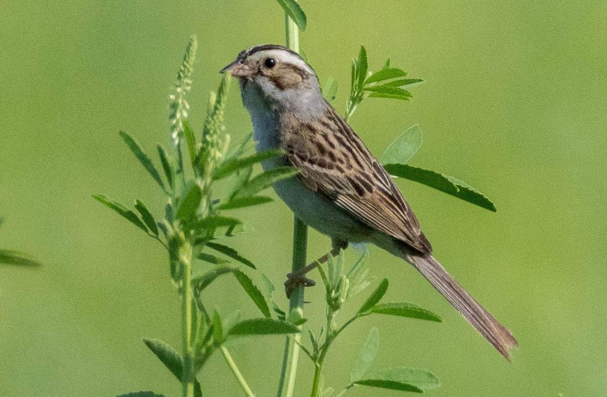 Clay-colored Sparrow - ML638408105